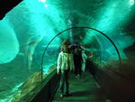 shark_tunnel
