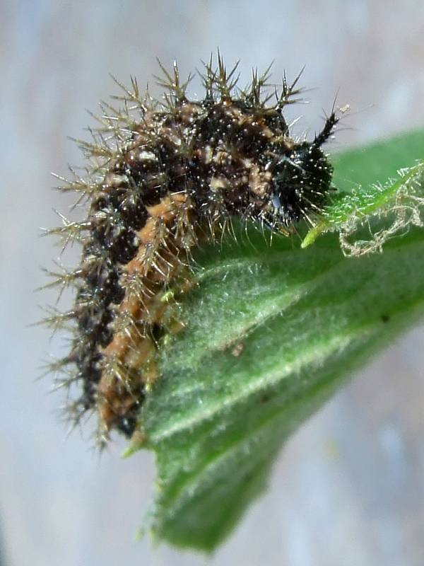 larva2