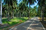 Тайланд. Ко Чанг. Дорога через пальмовую рощу.