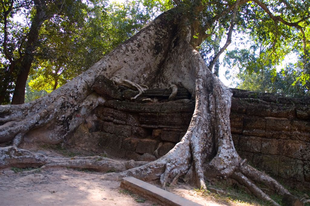 Камбоджа. Ангкор Ват. Деревья атакуют.