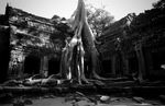 Камбоджа. Ангкор Ват. Деревья атакуют. Очень известное дерево.