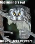 staring-awkward-owl