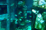 london_aquarium1