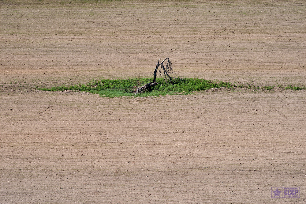 torzhok_2011_compressed_zDSC_0191-2.jpg