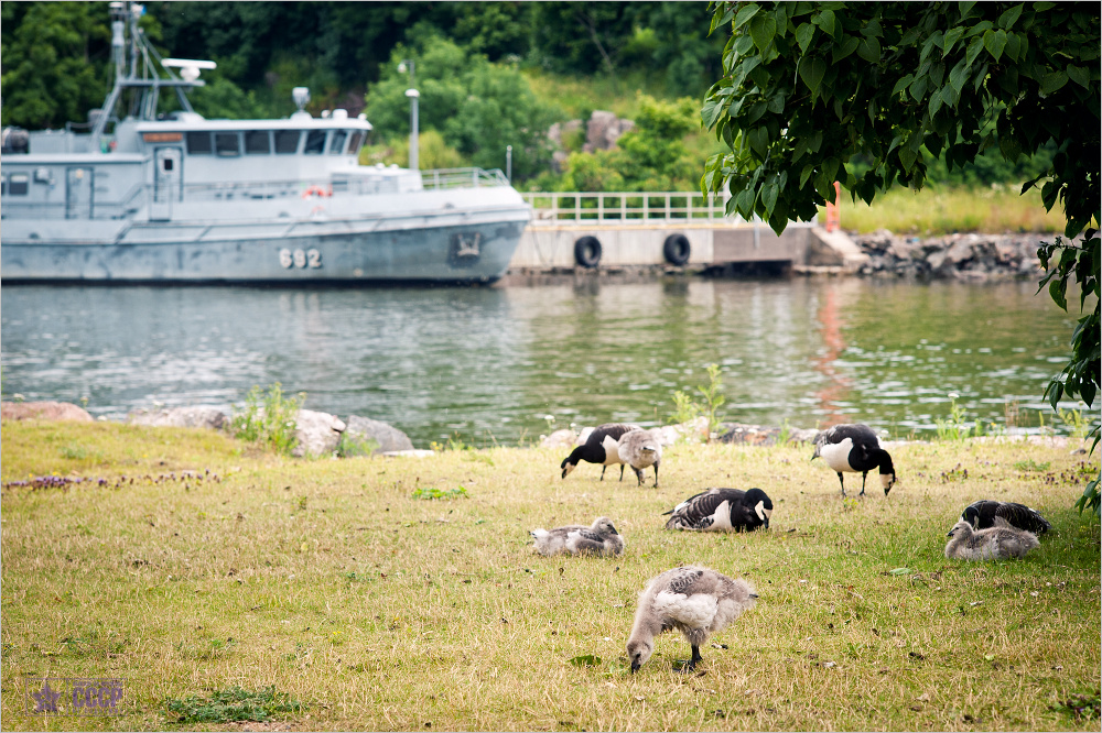 sveaborg_2012_zDSC_8638.jpg