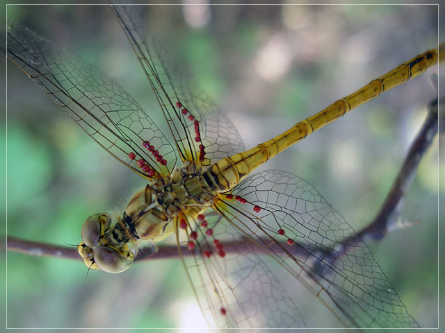 dragonfly5