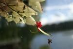 Клеродендрон Томпсона, редкий карельский цветок