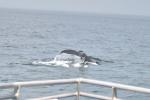 Whale watch