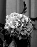 paper_rose_1_bw_001.jpg