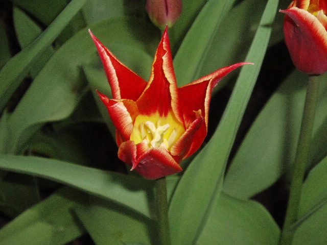 TULIP1.jpg