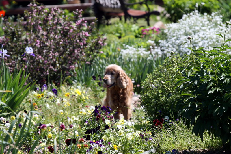 Dacha 03.06.2007 12-34-04.JPG