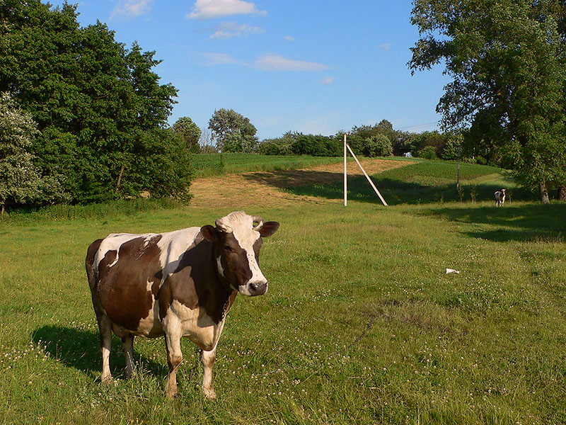 Сельский пейзаж с коровой