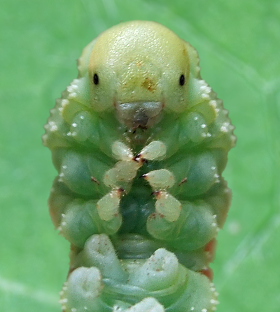 larva1