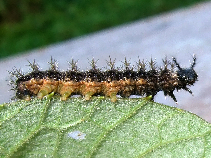 larva3