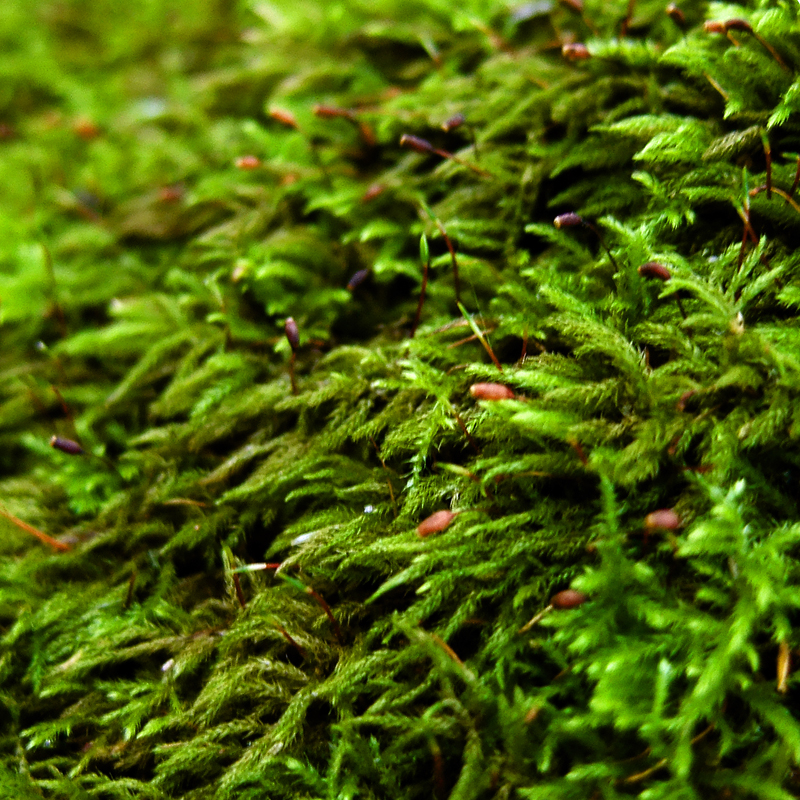 moss1