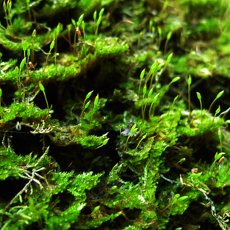 moss2