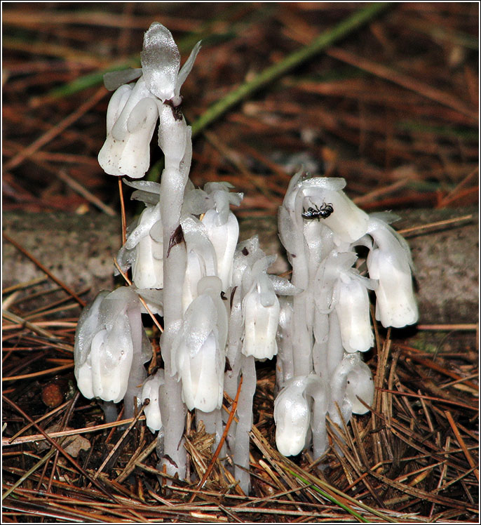 Monotropa uniflora