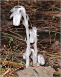 Monotropa uniflora