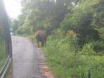 Дикий слон остановил движение на дороге.