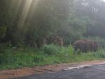 Дикие слоны переходят дорогу.