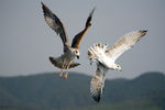 IMG_2821(seagulls)