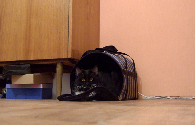Кот в сумке!