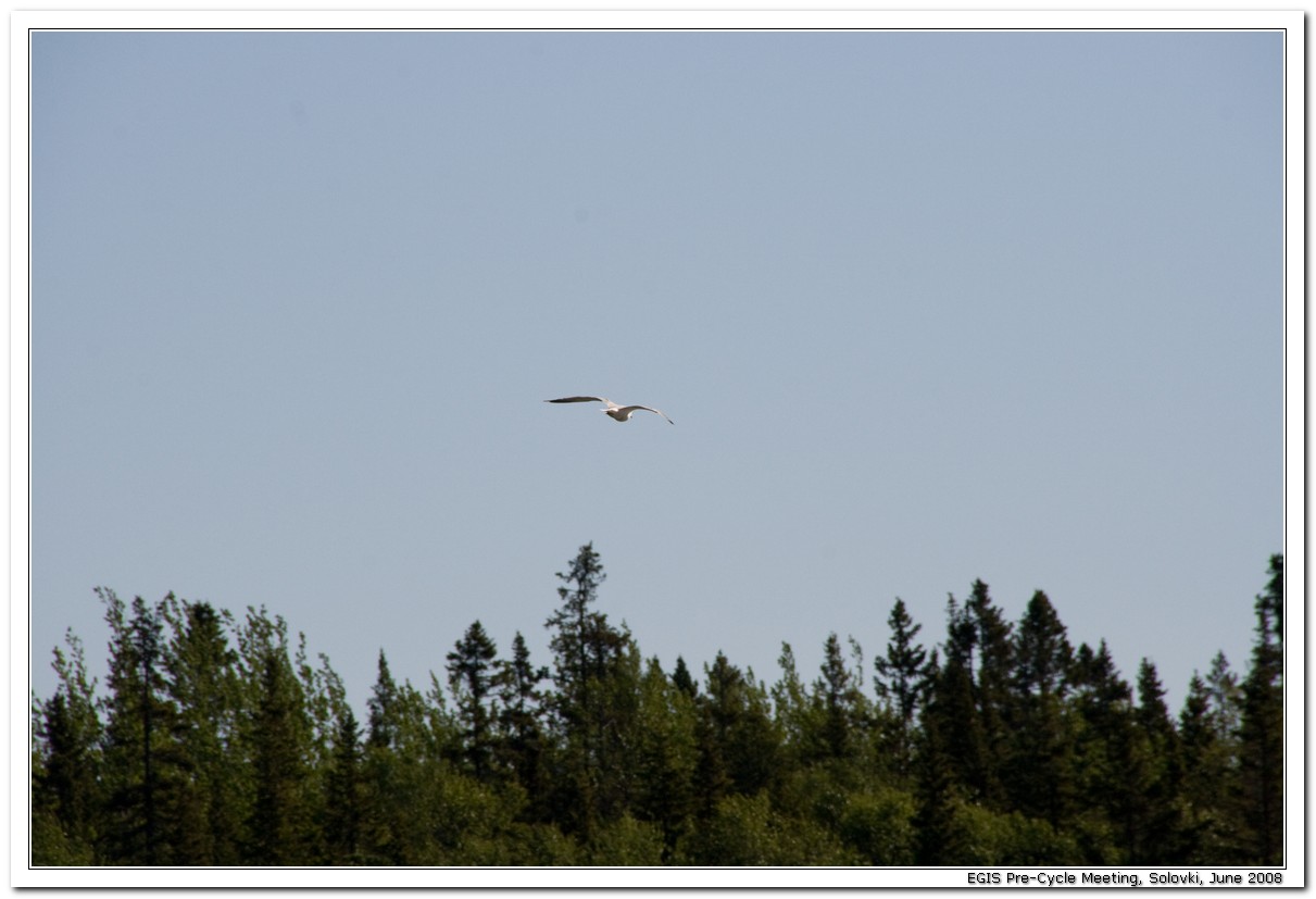 2008-06-24_09-04-43_Solovki_00045_x768.jpg