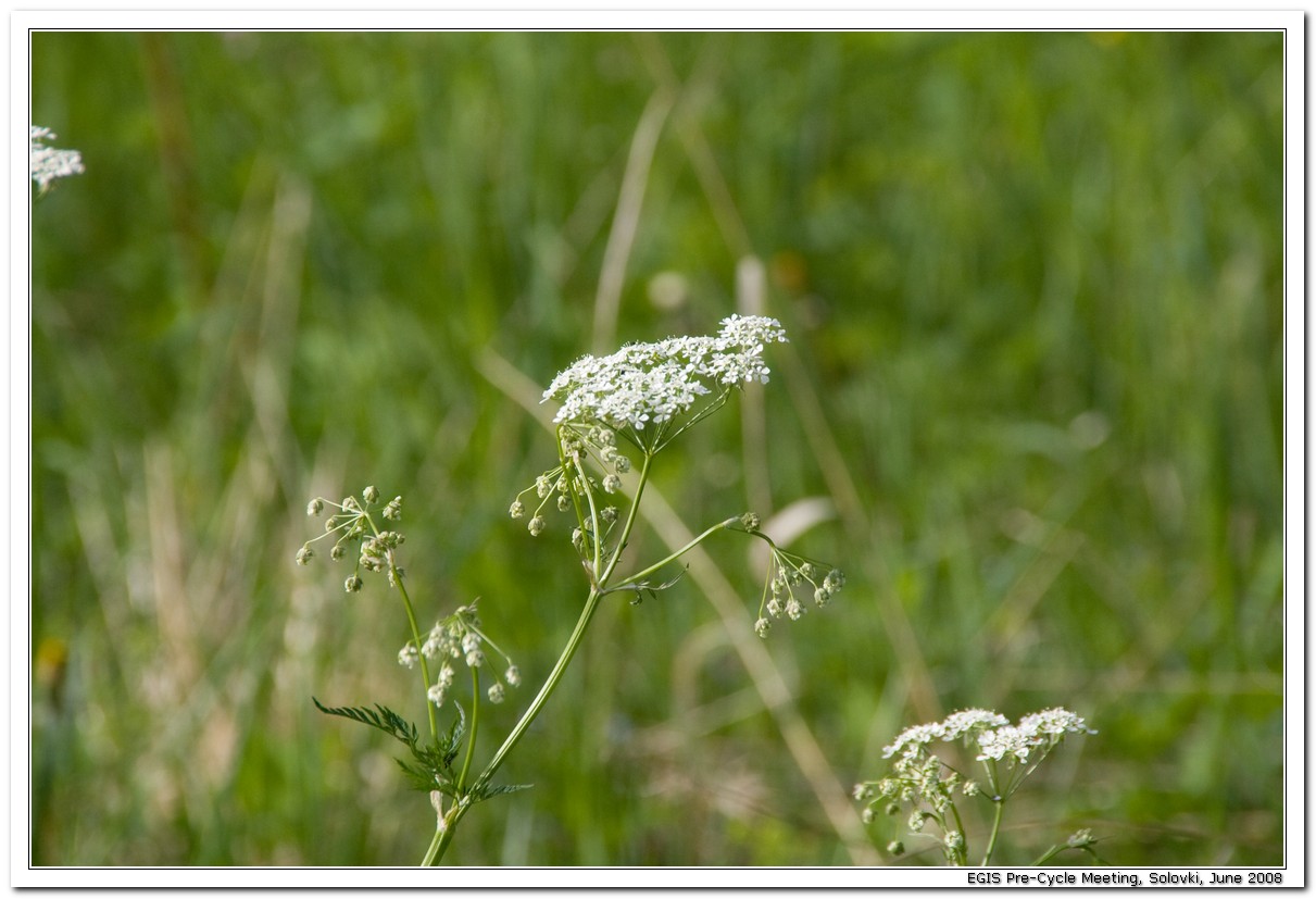 2008-06-26_18-34-36_Solovki_00143_x768.jpg