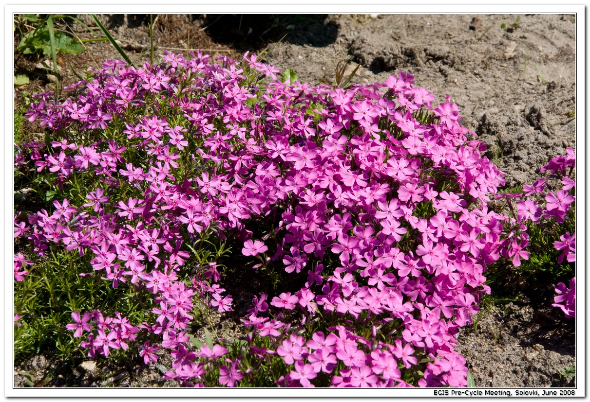 2008-06-29_14-10-58_Solovki_00164_x768.jpg