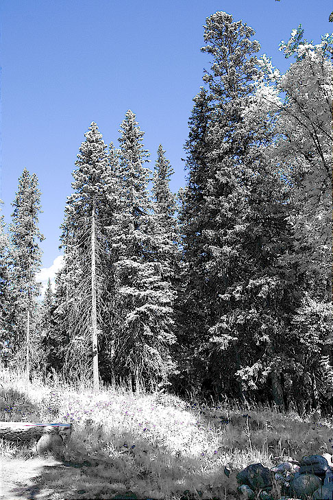 2008-06-29_14-12-55_Solovki_00170_IR_WEB.jpg