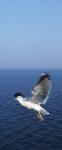 Gull_flying7.jpg