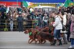 Парад ирландских собак