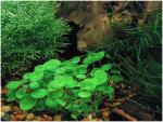 Hydrocotyle verticillata