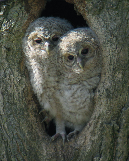 owlets