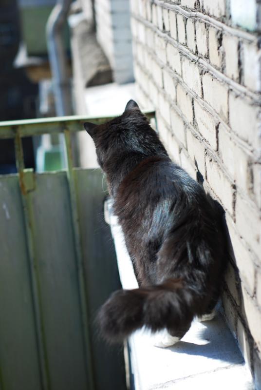 Spike on the balcony