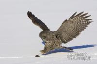 Grey Owl Going for the Kill