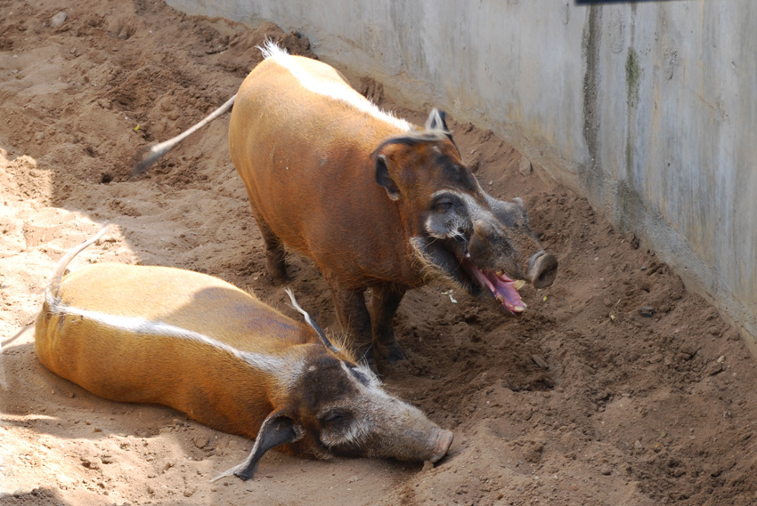 Ушастые поросята