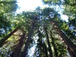 Redwoods.jpg