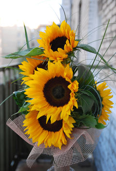 sunflowers