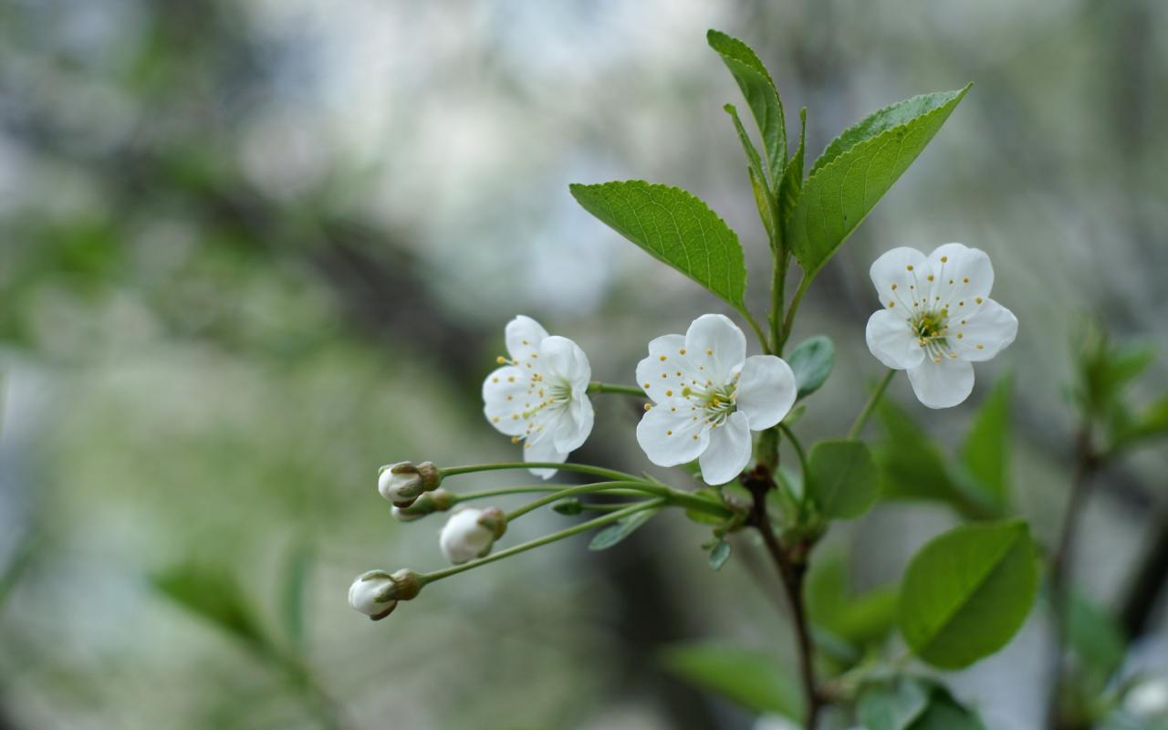 Blooming Apple Tree