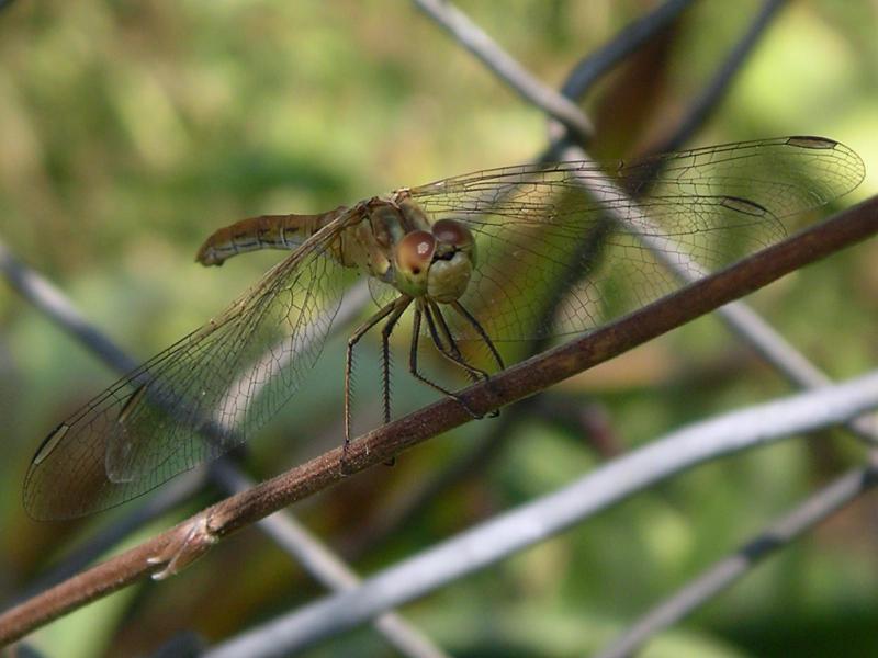 dragonfly1.jpg