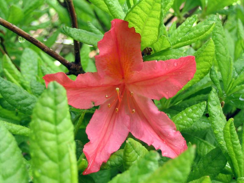 rododendron.jpg