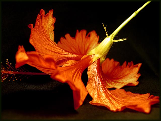 Hibiskus1