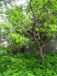 Dacha_52km_04.06.2006 11-51-14.JPG