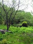 Dacha_52km_04.06.2006 11-51-56.JPG
