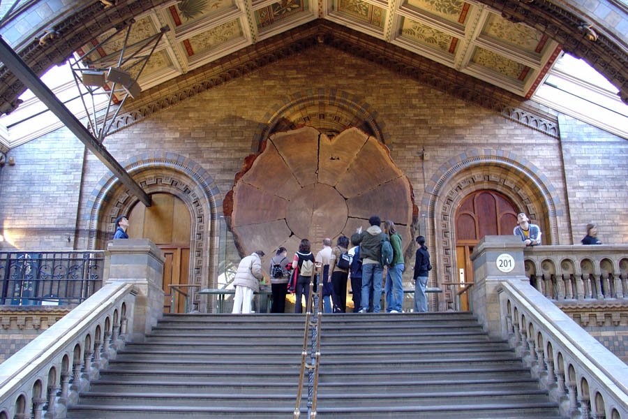 nhm_sequoia