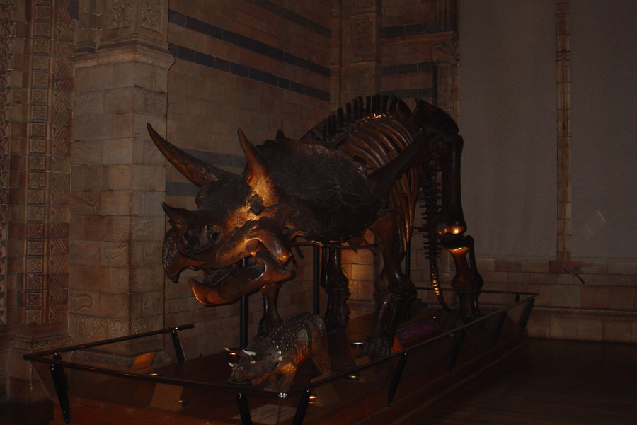 nhm_triceratops