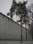 lavra_pine