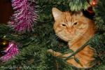 Red-tomcat-on-the-Christmas-tree.jpg