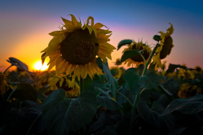 sunflowerset